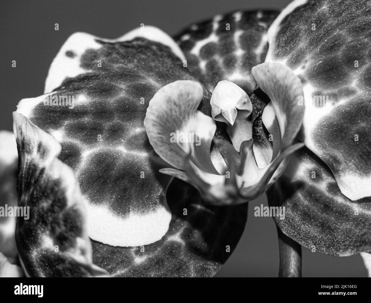 Una macro immagine in scala di grigi della pianta delle orchidee di Moth Foto Stock
