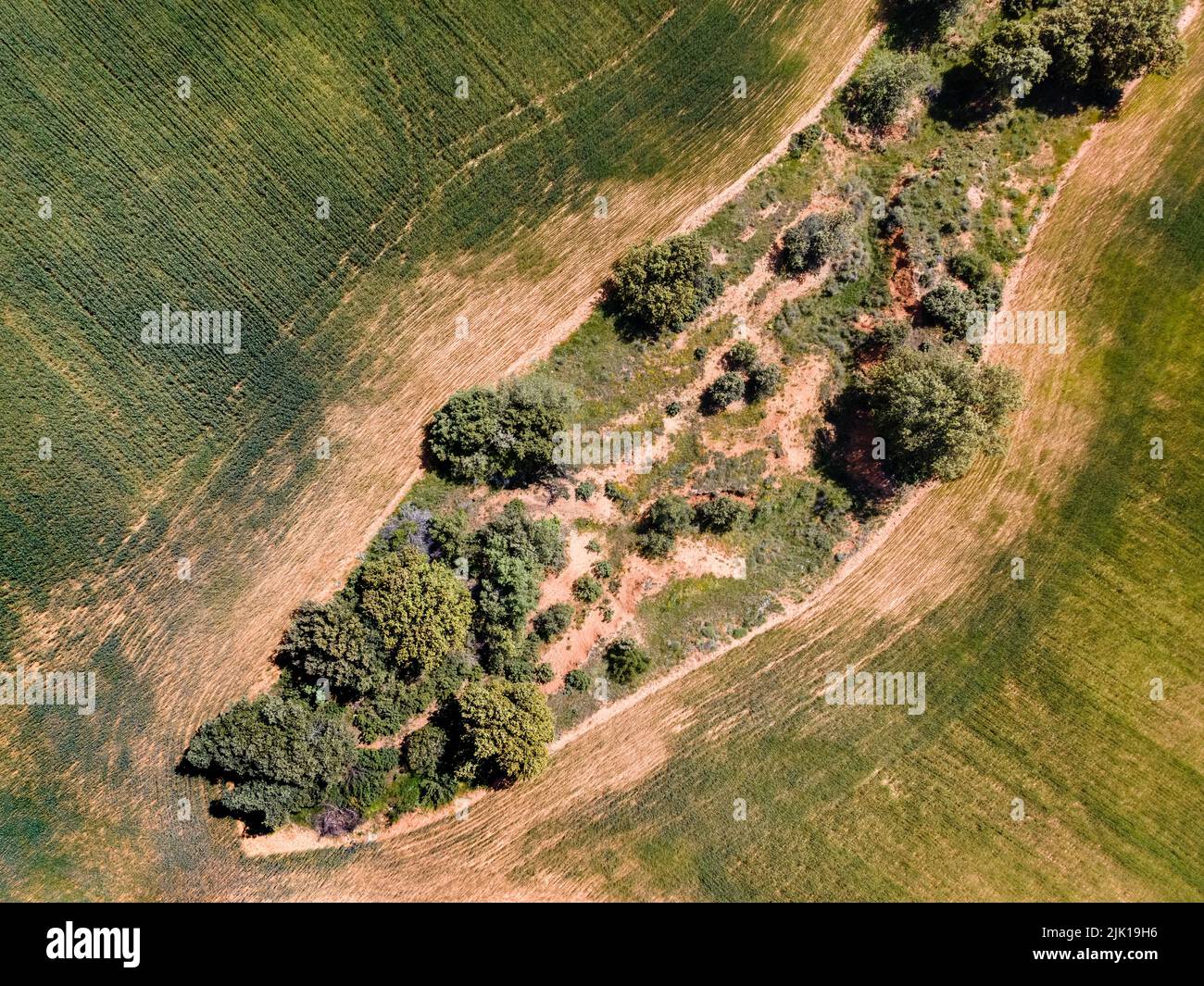 Vista aerea dal drone di campi coltivati e alberi su un terreno. Spagna. Foto Stock