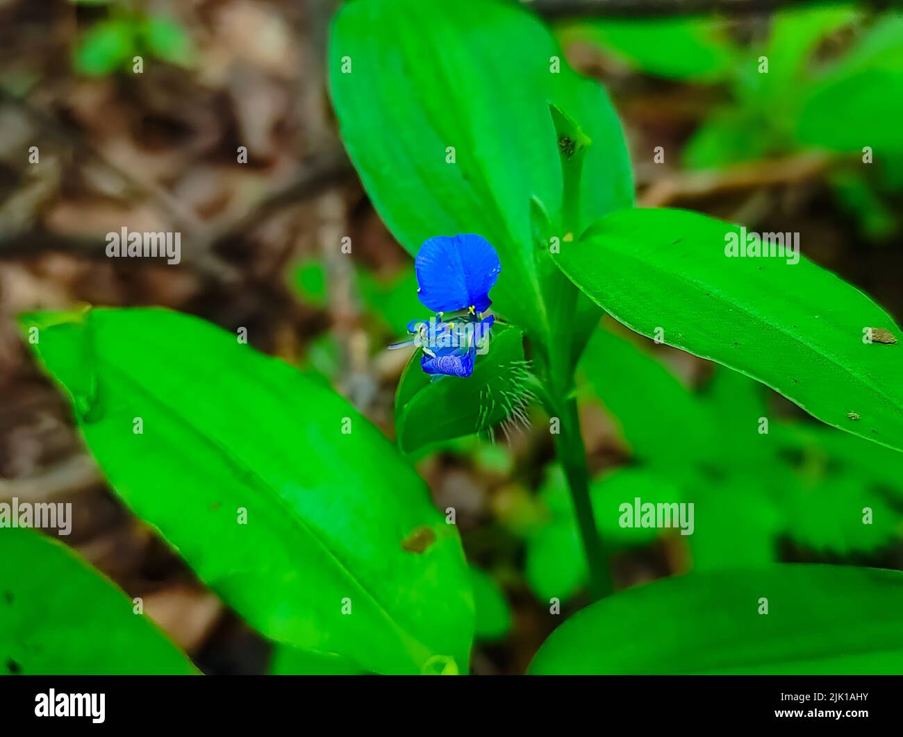 Un Closeup Shot di fiori di piante di Dayflower fuoco selettivo sul soggetto Foto Stock