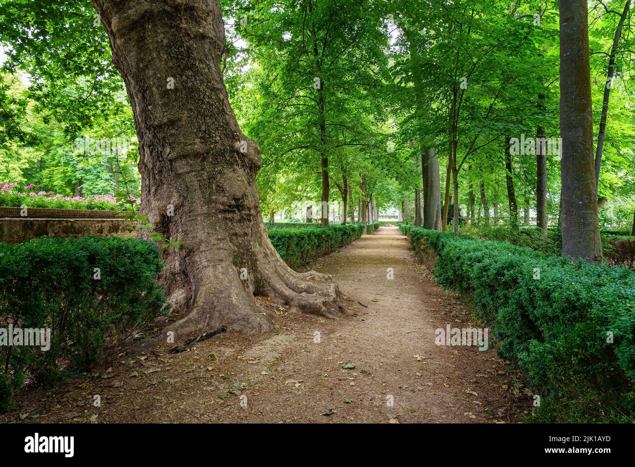 Parco pubblico con grandi alberi e strade sterrate per camminare. Foto Stock