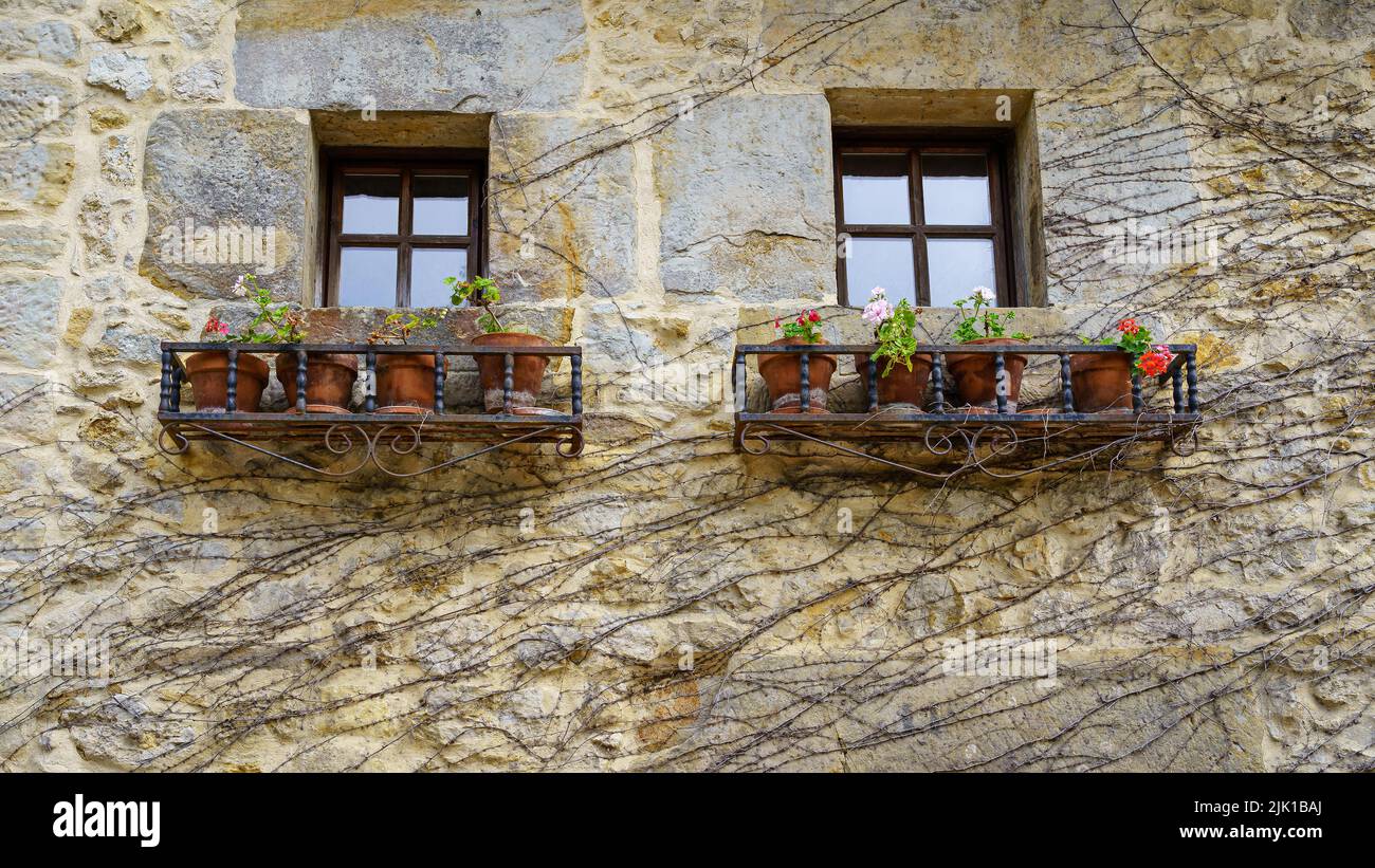 Due finestre di una vecchia casa con vasi di fiori e muro coperto di edera in inverno. Foto Stock