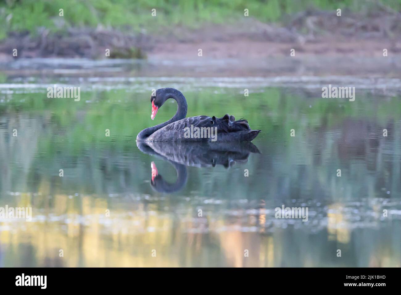 Un bel cigno nero è elegantemente nuoto in un lago, Australia occidentale Foto Stock