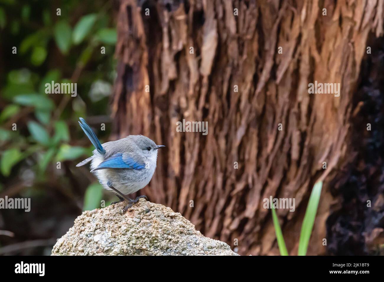 Una bella femmina blu wren sta cantando al mattino Foto Stock