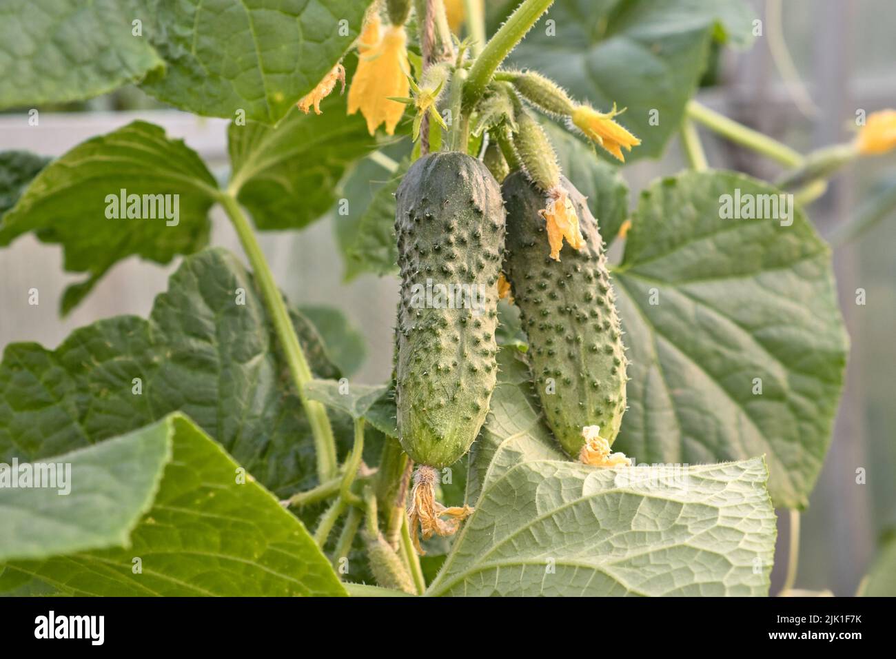 Cetrioli appesa alla vite con foglie. Agricoltura vegetale coltivando in serra concetto. Foto Stock