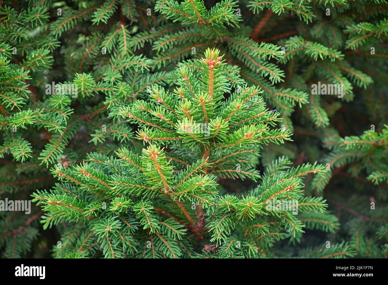 Primo piano della composizione di rami di abete-ago come una texture di fondo. Sfondo di piante naturali. Foto Stock