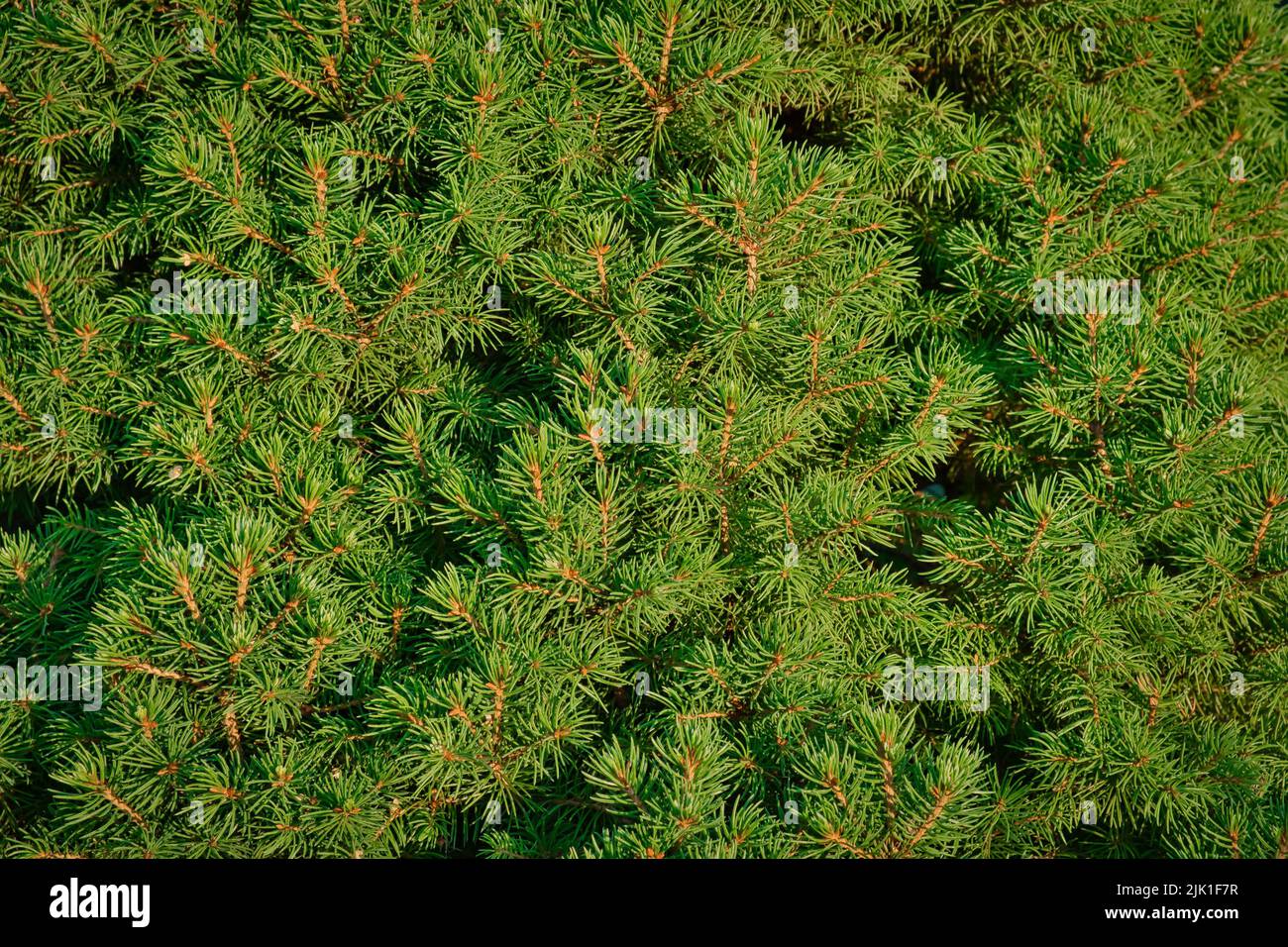 Primo piano della composizione di rami di abete-ago come una texture di fondo. Sfondo di piante naturali. Foto Stock