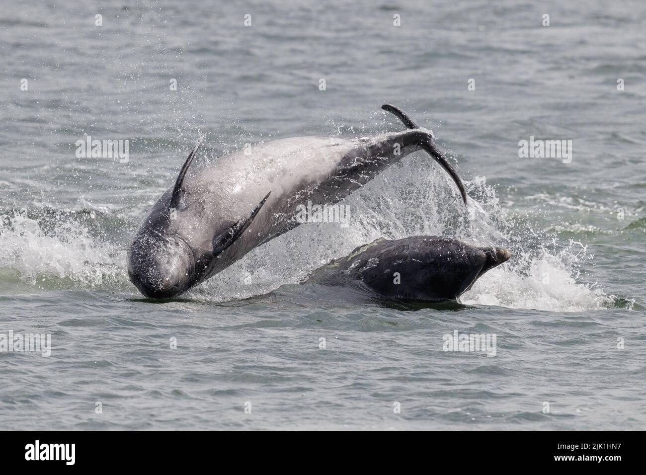 Delfino a collo di bottiglia. Moray Firth. Scozia. 2022. Foto Stock