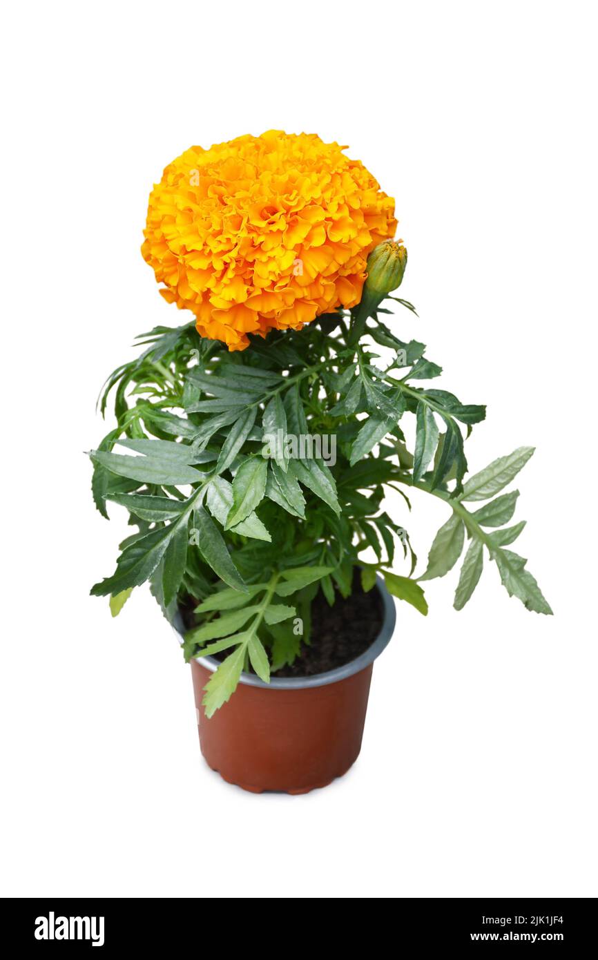 Pianta di fiori di marigold arancione in vaso isolato su sfondo bianco Foto Stock