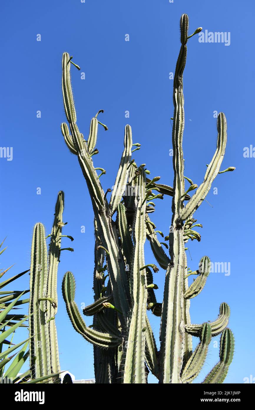 Albero di cactus alto e spinoso chiamato Cereus jamacaru con rami spessi e succulenti derivanti da un breve camion boscoso. Conosciuto come mandacaru o cardeiro Foto Stock