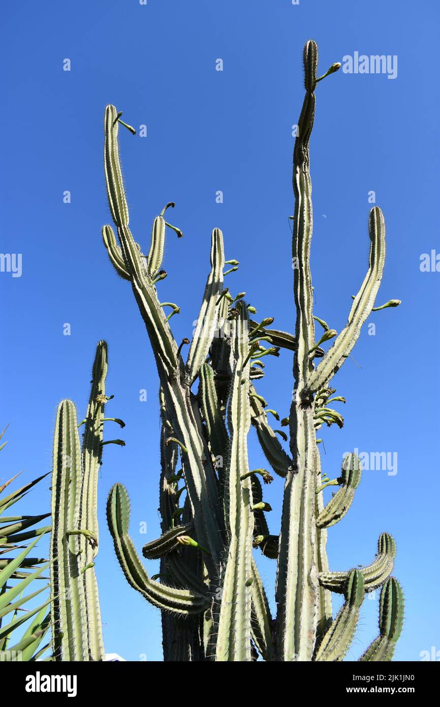 Albero di cactus alto e spinoso chiamato Cereus jamacaru con rami spessi e succulenti derivanti da un breve camion boscoso. Conosciuto come mandacaru o cardeiro Foto Stock