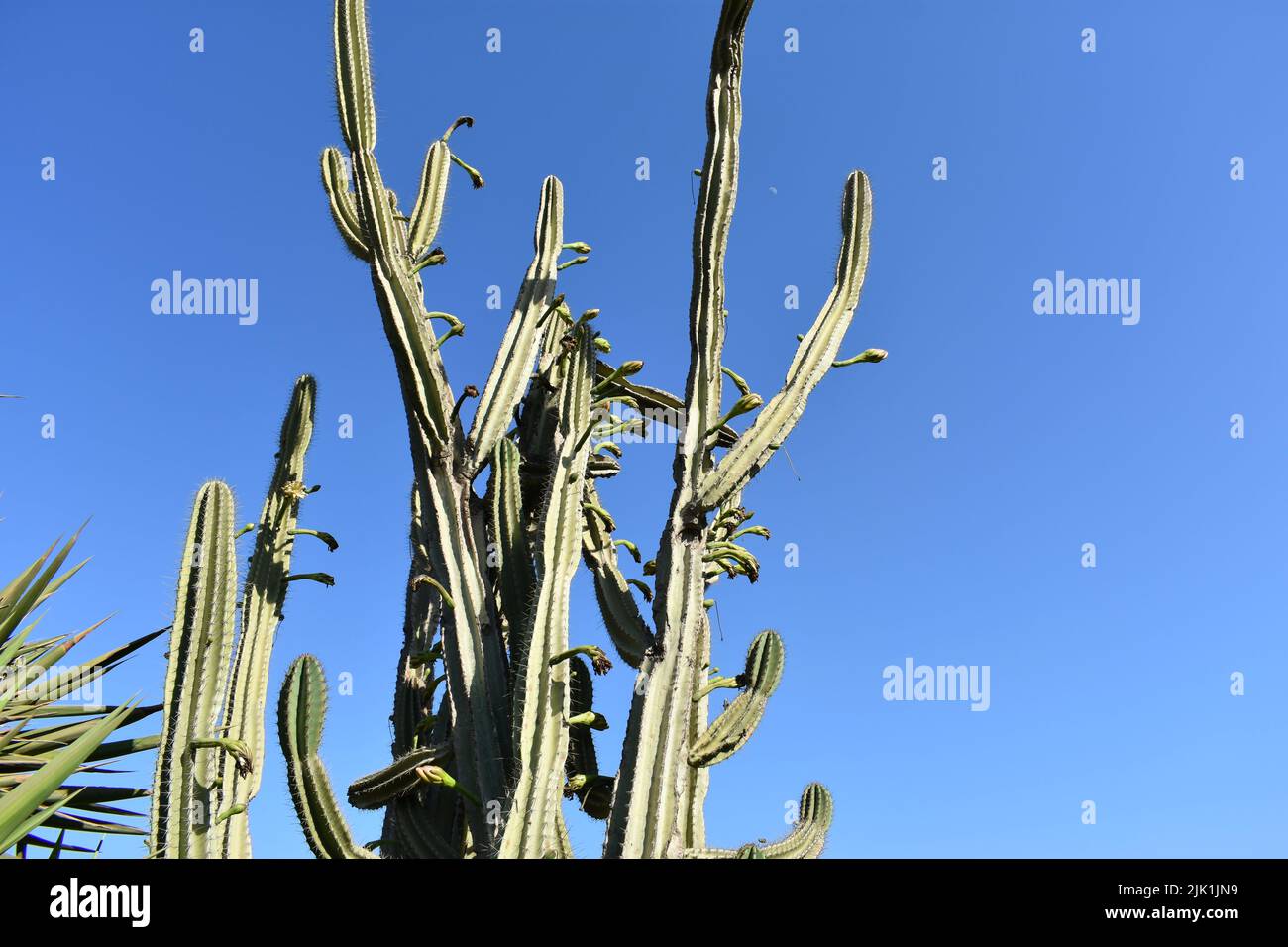 Albero di cactus alto e spinoso chiamato Cereus jamacaru con rami spessi e succulenti derivanti da un breve camion boscoso. Conosciuto come mandacaru o cardeiro Foto Stock