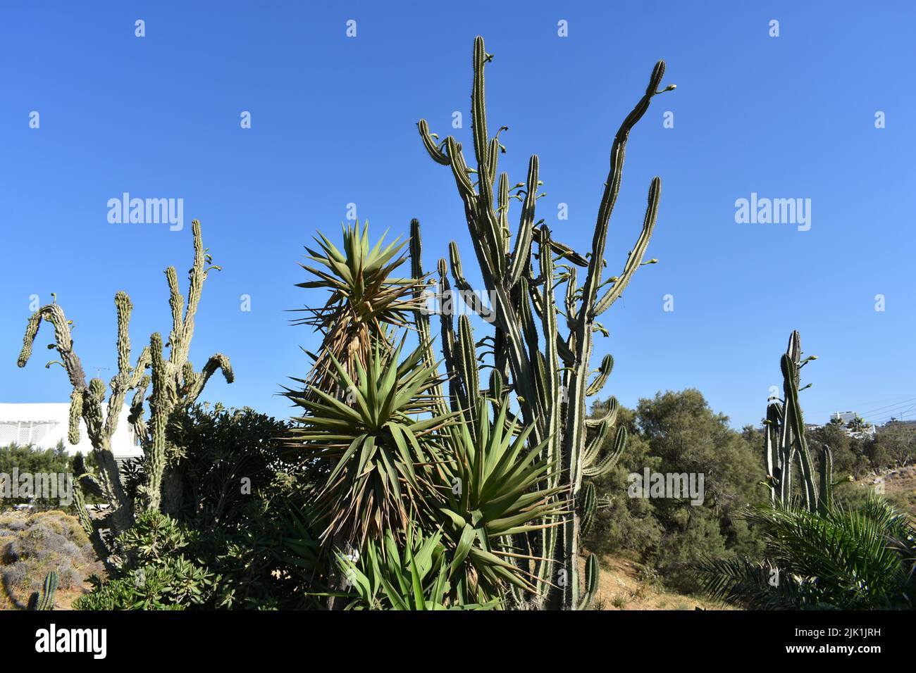 Cactus gargen nell'isola di Mykonos, Grecia. Cylindropuntia è un genere di cactus, che contiene specie comunemente note come collas, native del Messico settentrionale. Foto Stock