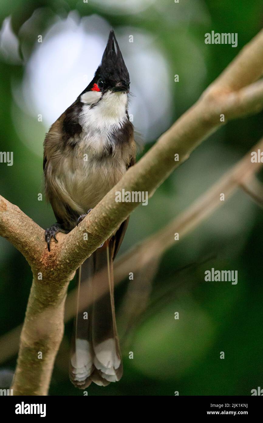 Bulbul rosso-bisbiglio (Pycnonotus jocosus), o bulbul crestato, uccello passerino, seduto su ramo di albero Foto Stock