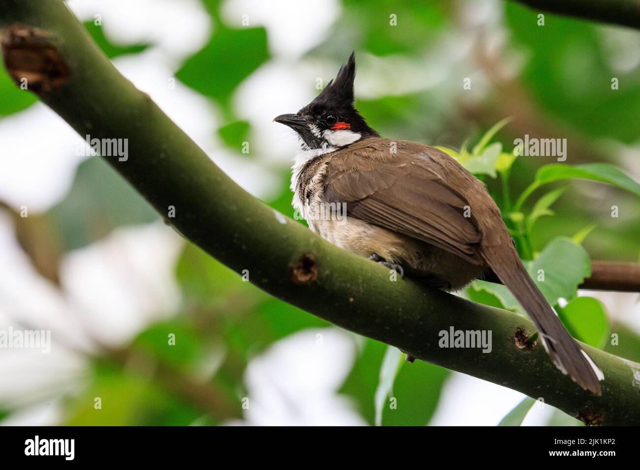 Bulbul rosso-bisbiglio (Pycnonotus jocosus), o bulbul crestato, uccello passerino, seduto su ramo di albero Foto Stock