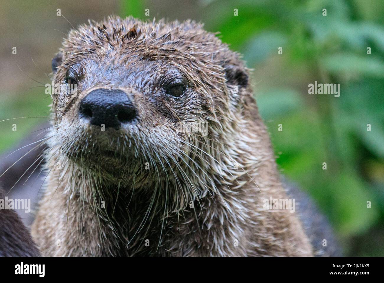 Lontra canadese, chiamata anche lontra fluviale nordamericana (Lontra canadensis), lontra fluviale settentrionale e lontra fluviale (Lutra canadensis) primo piano Foto Stock