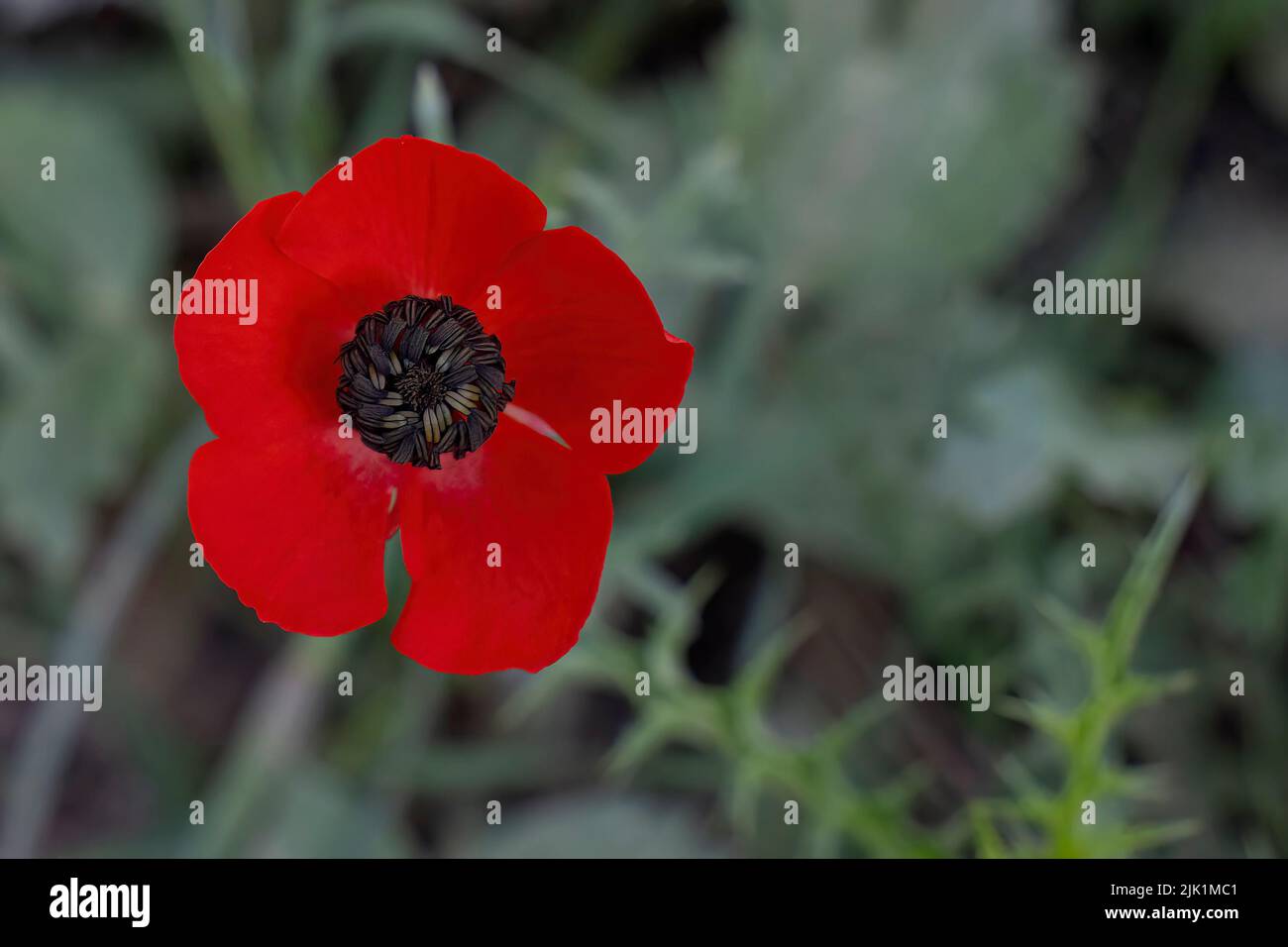 Una vista dall'alto di un anemone rosso e il suo colore nero si imprime in un campo di fiati. Foto Stock