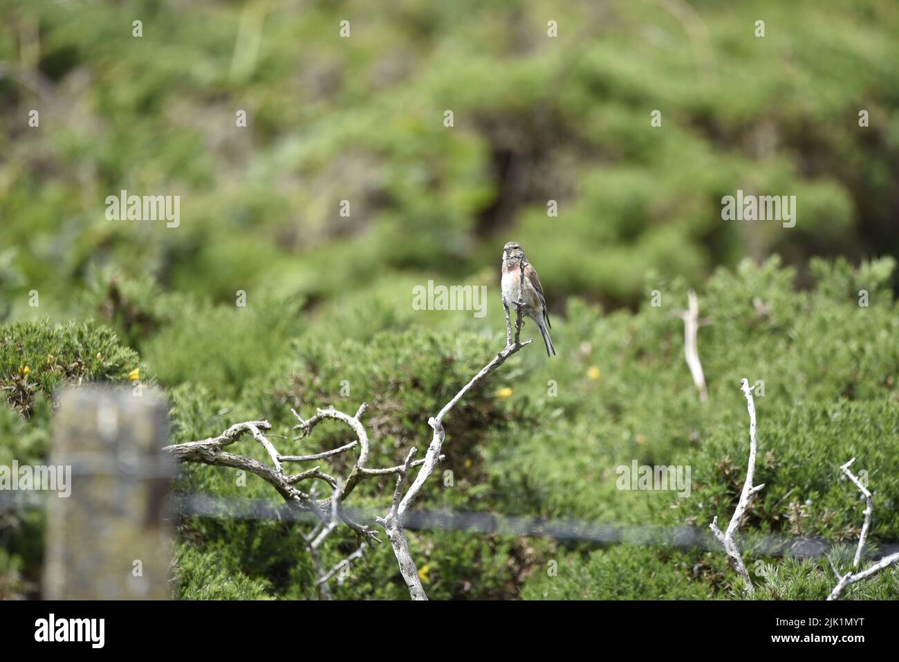 Maschio Common Linnet (Carduelis cannabina) arroccato alla fine di un Twig in Left-Profile con Head Beaching Camera, scattato nel mese di giugno sull'isola di Man, Regno Unito Foto Stock