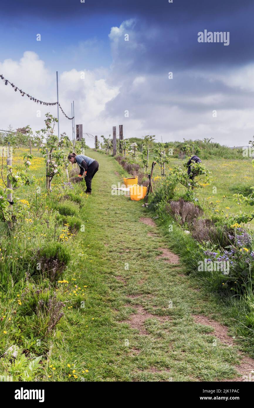 Un volontario che lavora a Newquay Orchard un'iniziativa comunitaria a Newquay in Cornovaglia nel Regno Unito. Foto Stock