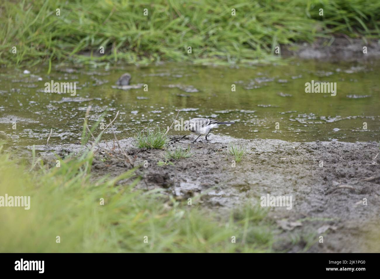 White Wagtail (Motacilla alba) camminando lungo una linea costiera del fiume contro uno sfondo della sponda verde, testa inclinata a terra in Left-Profile, nel mese di giugno nel Regno Unito Foto Stock