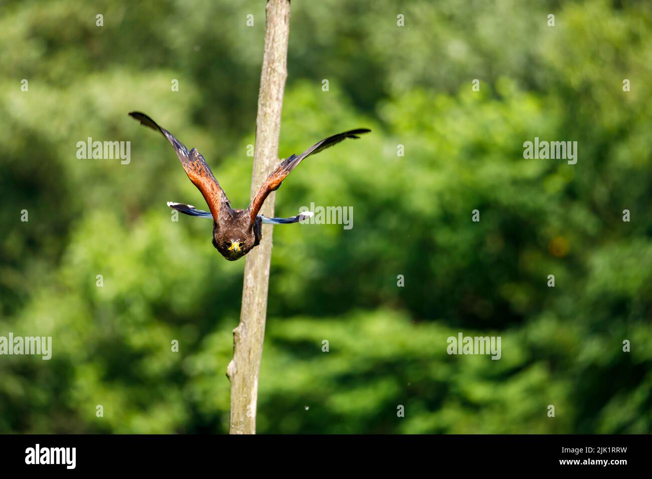 Un falco harris in volo Foto Stock