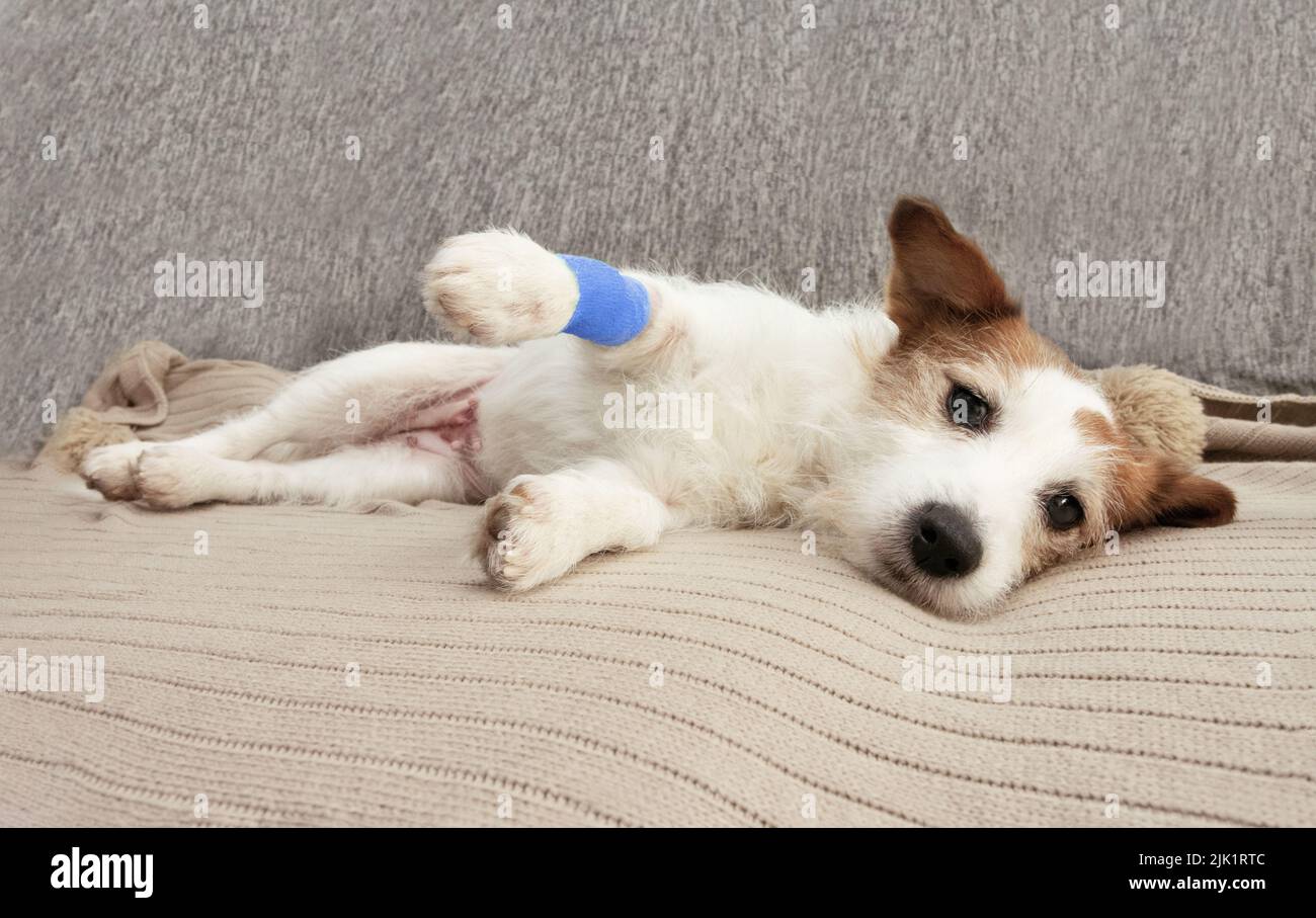 Malato o ferito Jack russell cane sdraiato sul divano con gamba bandaged dopo un intervento chirurgico Foto Stock