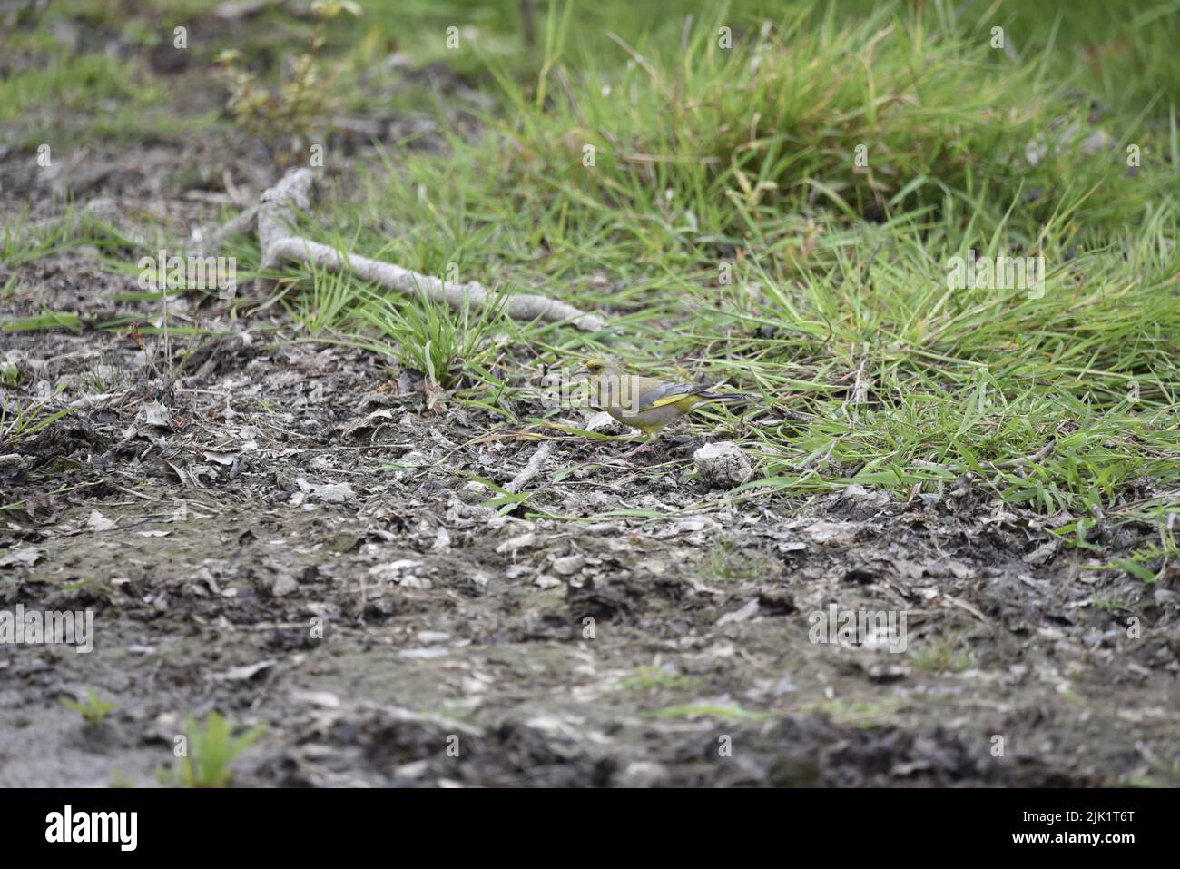 Verdfinch europeo (Carduelis chloris) in piedi a sinistra su un fiume fangoso, Medio d'immagine, contro uno sfondo verde erba nel Regno Unito Foto Stock