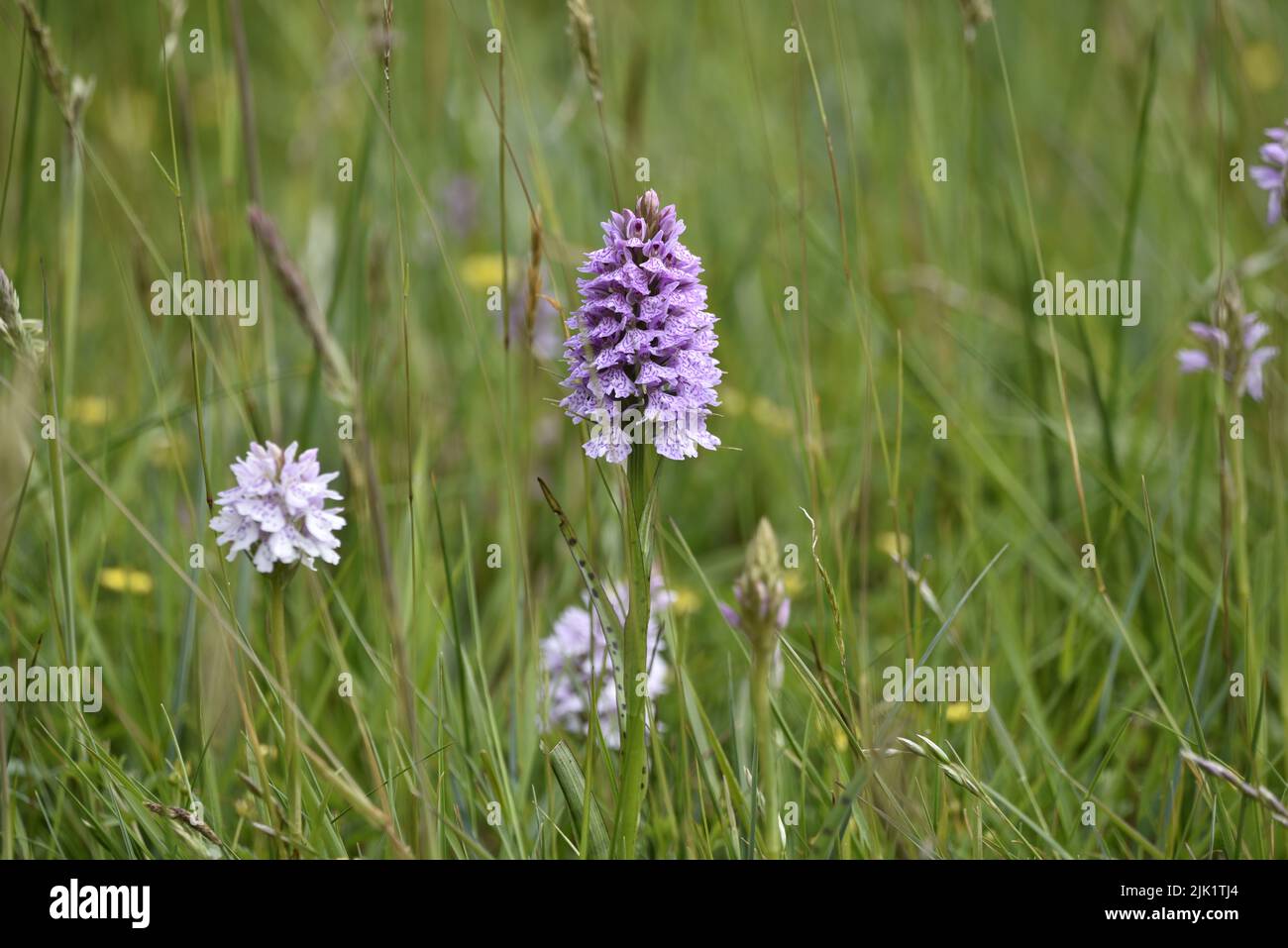 Immagine a livello dell'occhio di un comune Spotted-Orchid (Dactylorhiza fuchsii) testa e gambo, mezzo dell'immagine, contro un orchidea e un prato di Wildflower nel Regno Unito Foto Stock