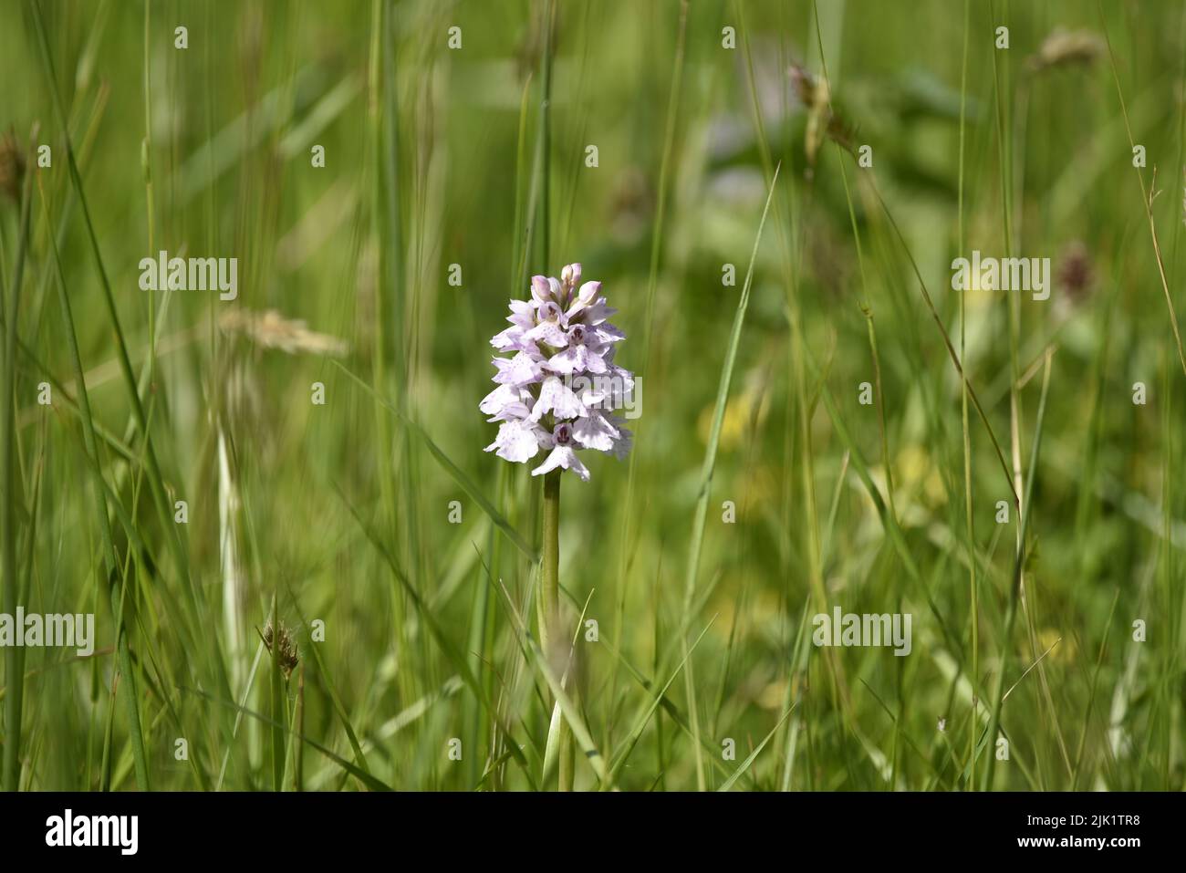 Immagine a livello di occhio di un brughiera maculata (Dactylorhiza maculata), Medio di immagine, in piedi contro un Sunny Wildflower Meadow background, Regno Unito Foto Stock