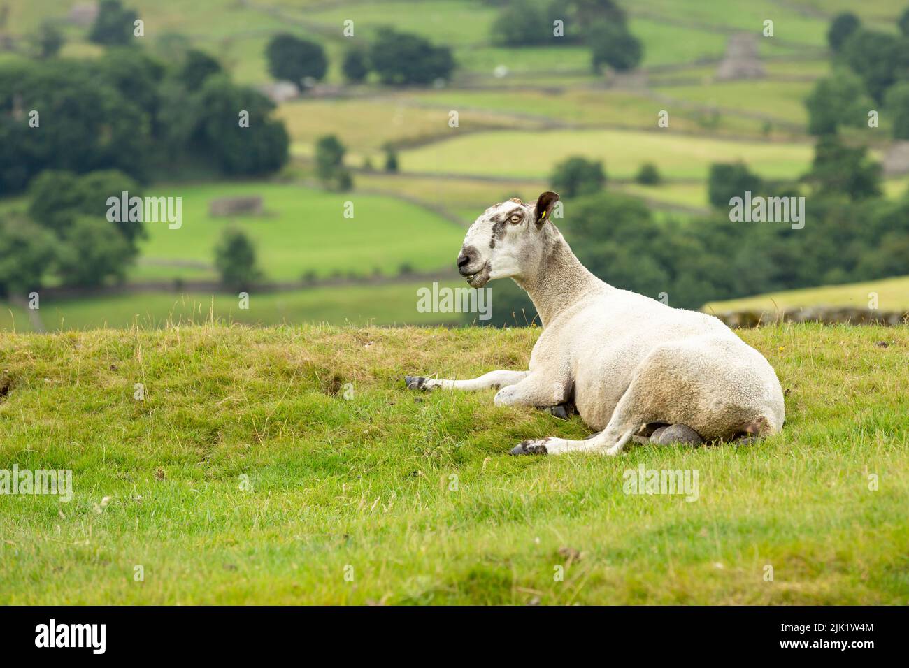 Montone di Leicester di faccia blu che si trova giù e che si affaccia a sinistra nel prato estivo nelle valli dello Yorkshire, Regno Unito. Vello corto e naso romano riconoscibile. Hor Foto Stock