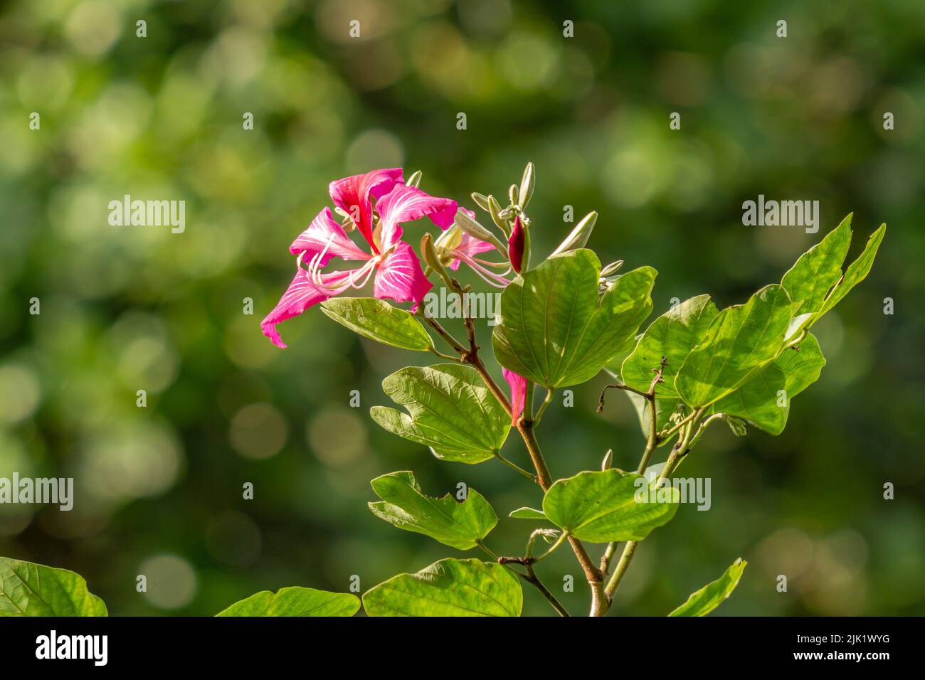 Un fiore di bauhinia rosa in fiore, con uno sfondo verde e poco chiaro Foto Stock