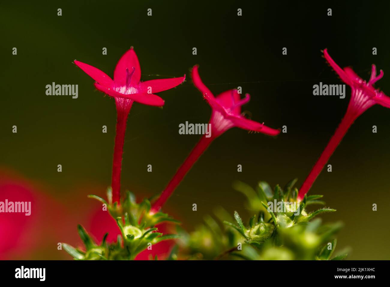 Il fiore in fiore della stella egiziana è rosso, a forma di mini tromba con petali a forma di stella Foto Stock