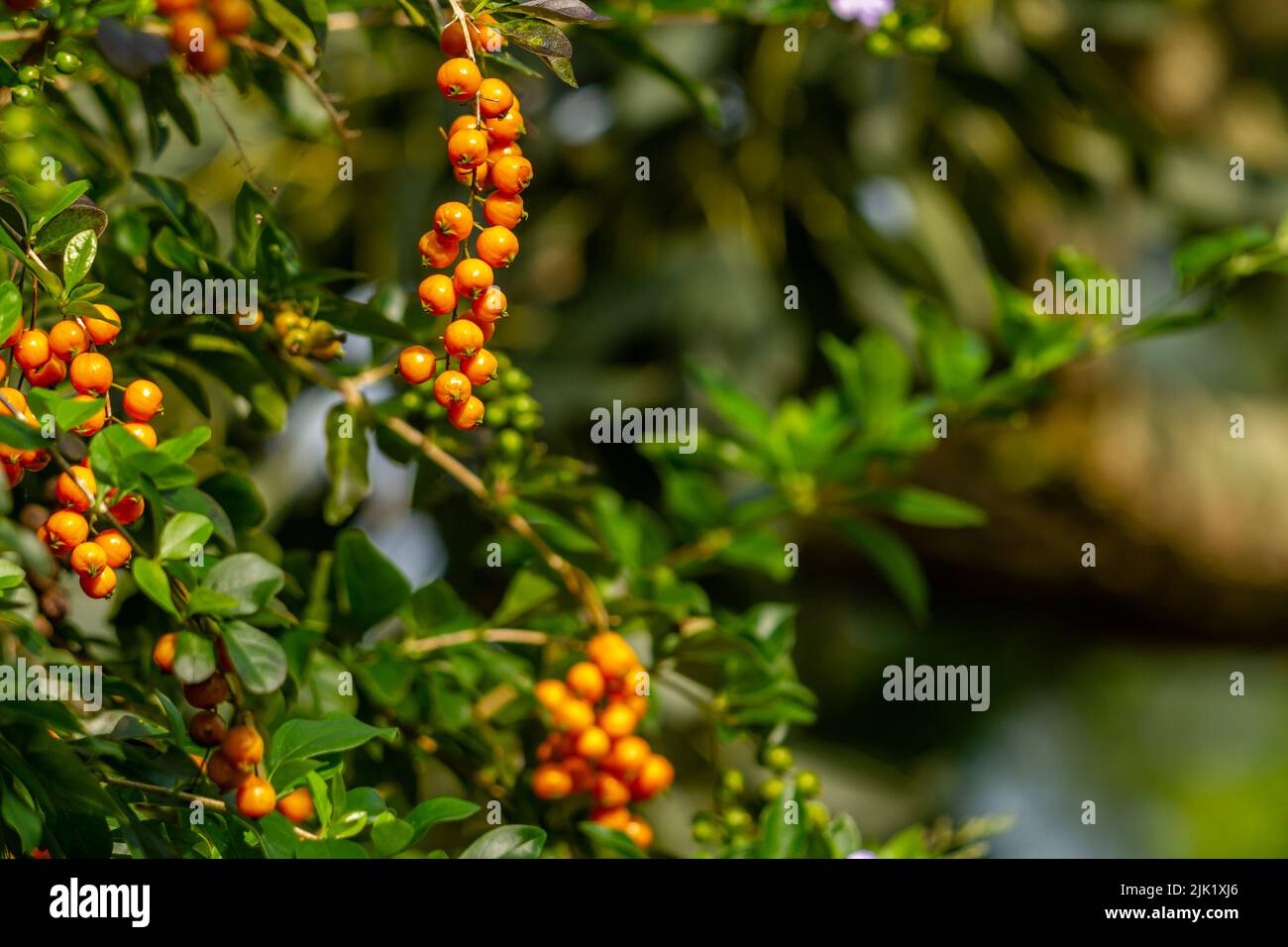 La pianta di drago dorata che porta frutta è di colore arancio rotondo piccolo, il frutto è raccolto in grappoli con gambi penzolanti Foto Stock