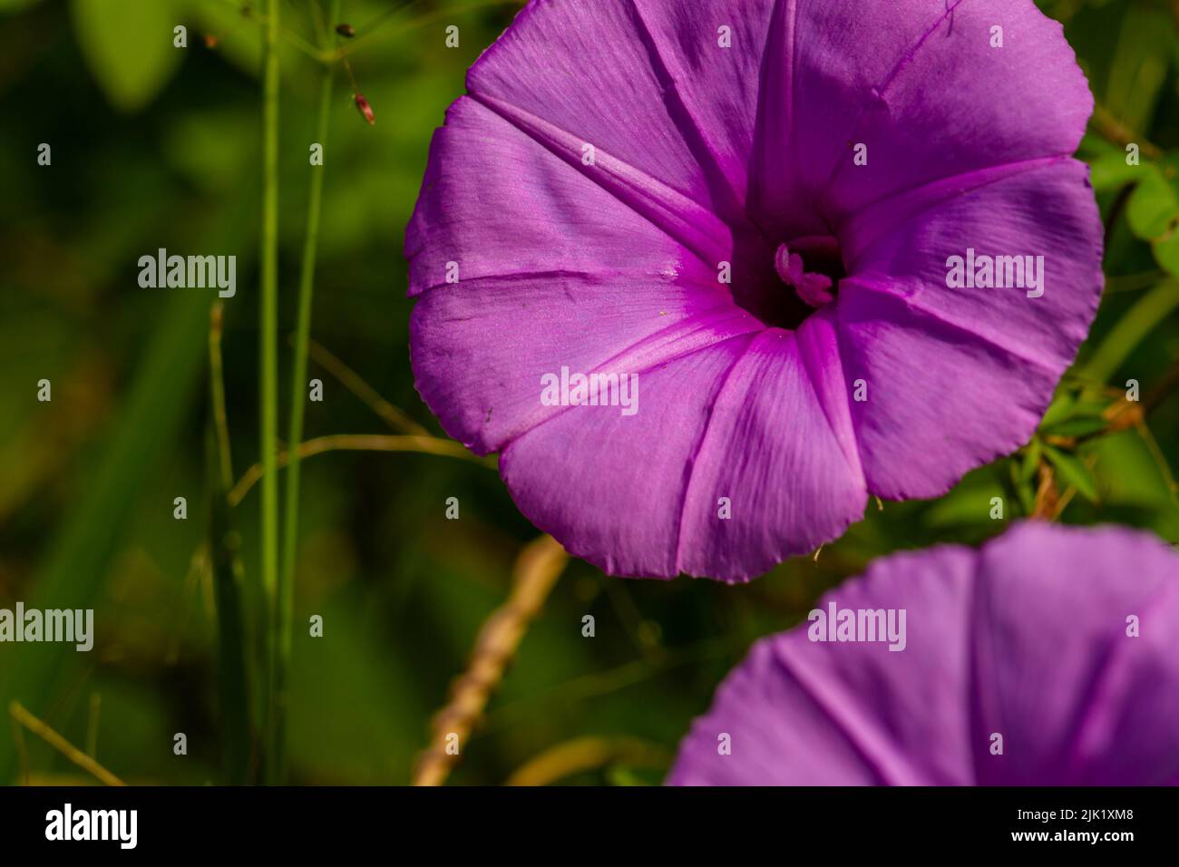 Ipomoea setifera Poir fiore che è in fiore è a forma di una tromba viola, sfocato verde fogliame sfondo Foto Stock