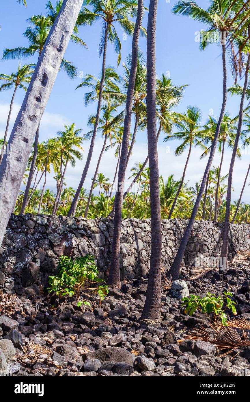 La Grande Muraglia di pietra nera al posto del rifugio, pu'uhonua o Honaunau National Historic Park, alle Hawaii, USA, un popolare luogo turistico. Foto Stock