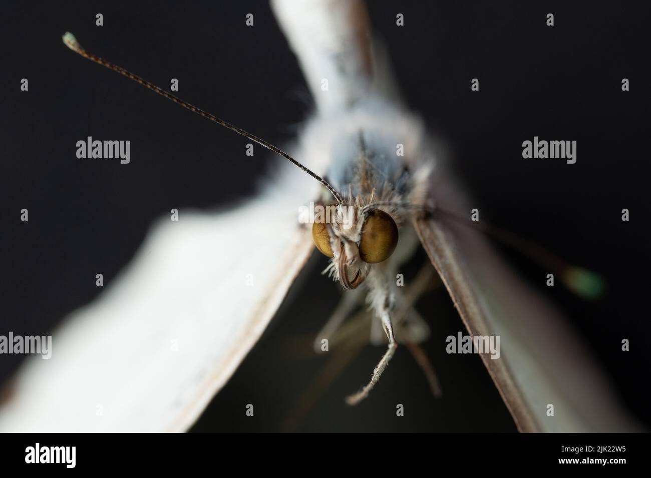 Macro di testa a farfalla con antenna e grandi occhi vista ravvicinata Foto Stock