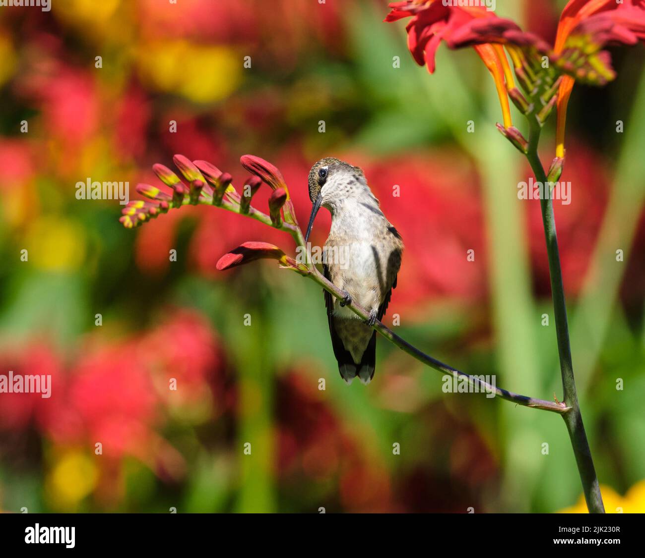 Un giovane colubris di rubino, archilochus colubris, arroccato su un fiore rosso di cosmia Foto Stock