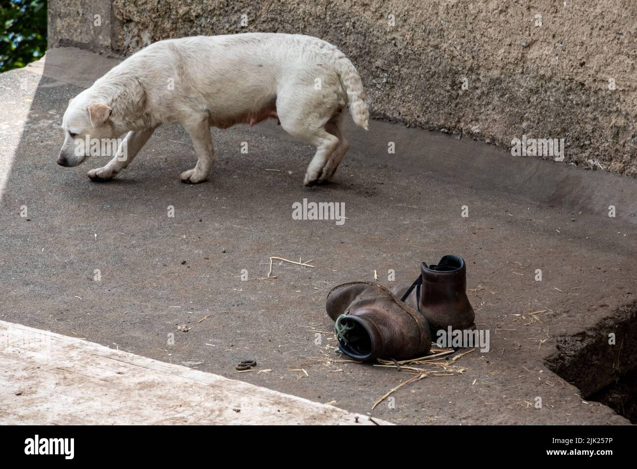 Un vecchio cane e due vecchie scarpe in pelle usate Foto stock - Alamy