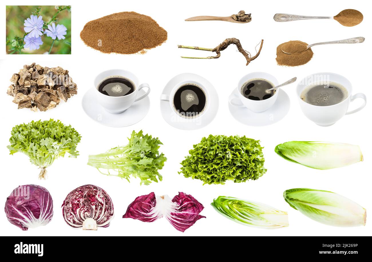 set di vari cibi crudi e bevande da endive e piante di cicoria isolato su sfondo bianco Foto Stock