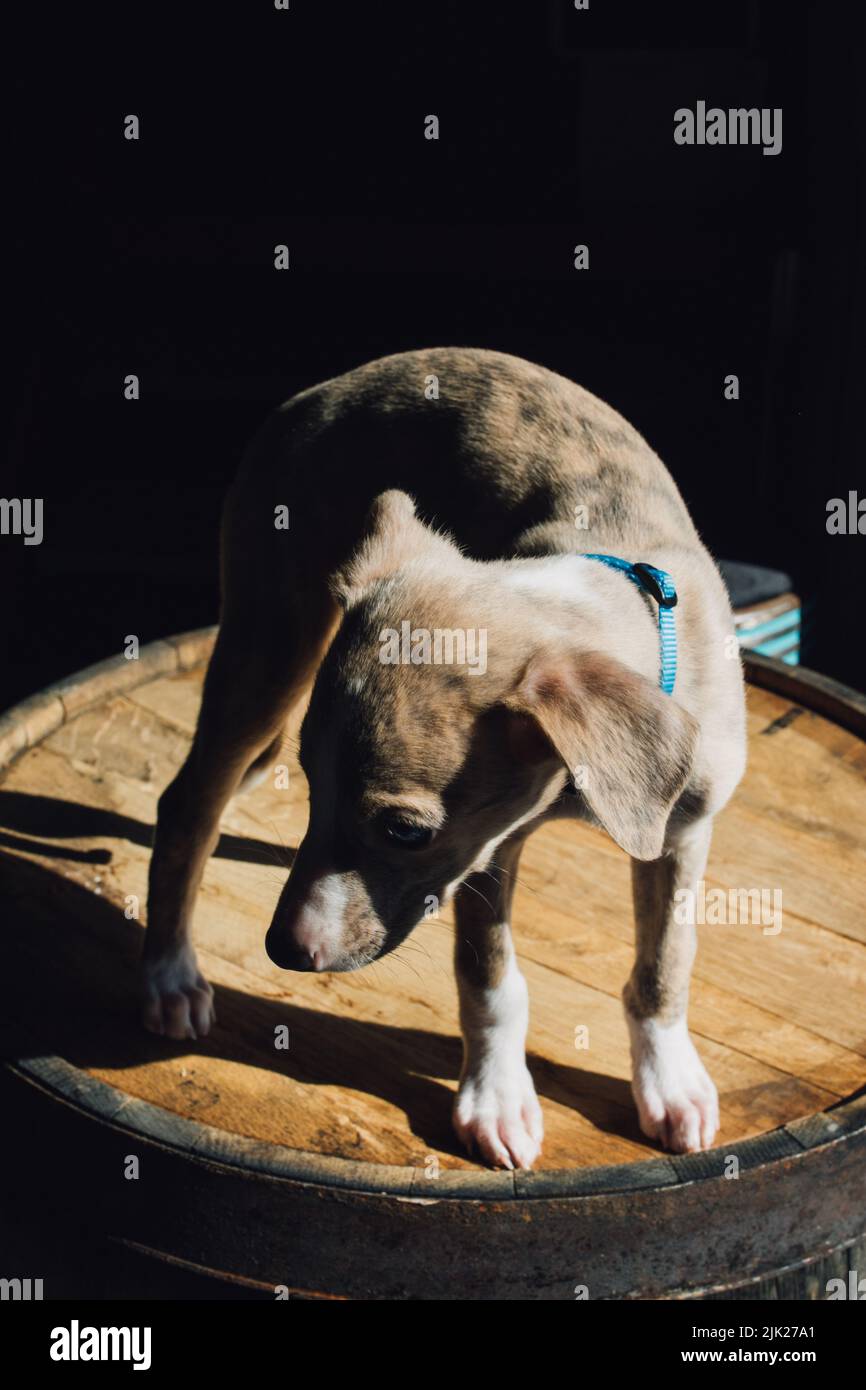 Cucciolo di frusta in piedi sul barile di whiskey al sole Foto Stock