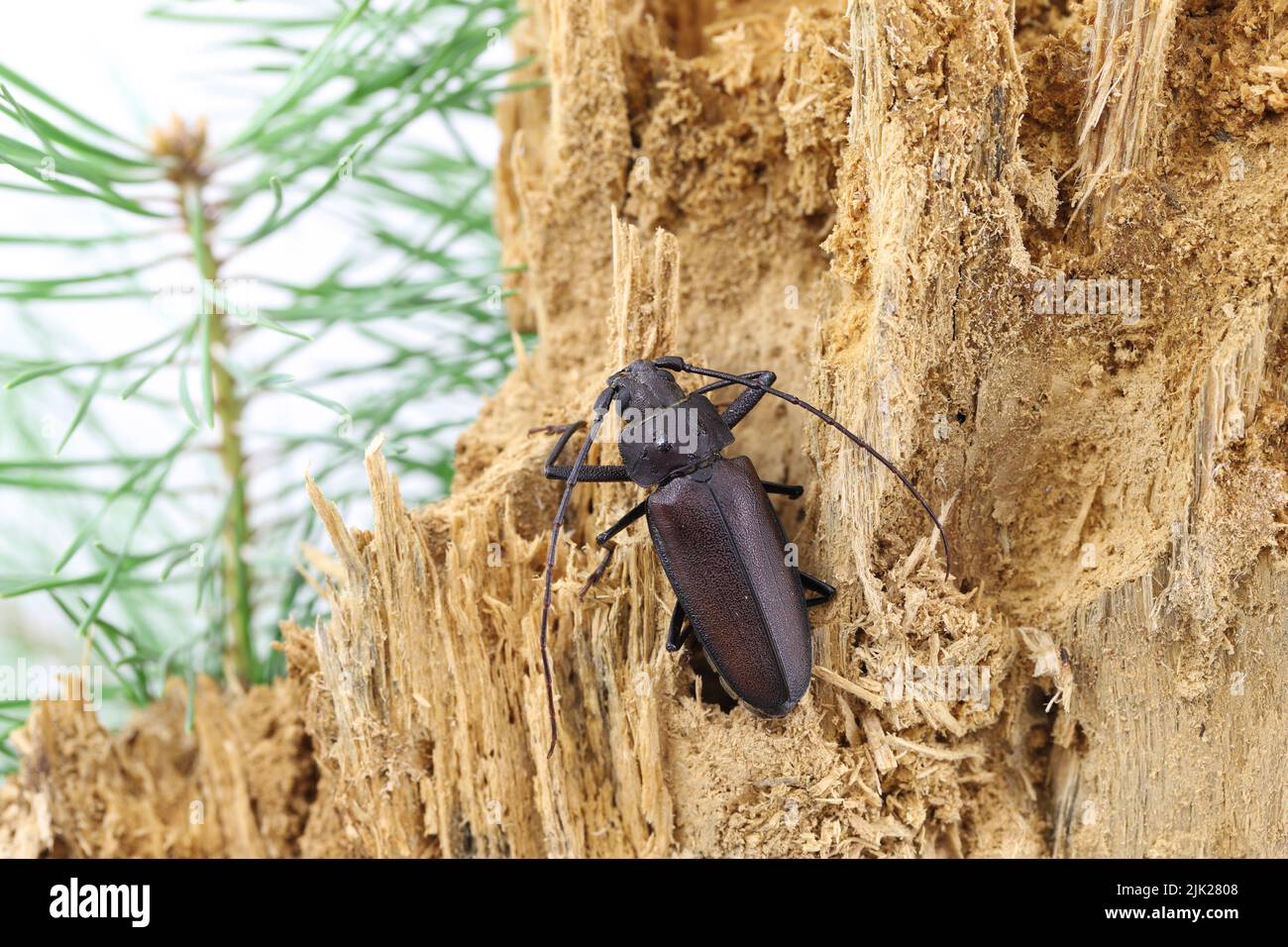 Falegname longhorn, scarabeo corno lungo (Ergates faber), maschio su ceppo di pino di legno morto in cui si sviluppavano le larve. Foto Stock