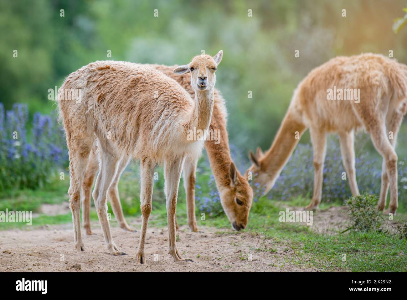 Vicuna. Diverse vicune si levano in piedi su un hillock nel sole di sera e mangiano l'erba. Un animale simile a un lama o alpaca. Foto Stock