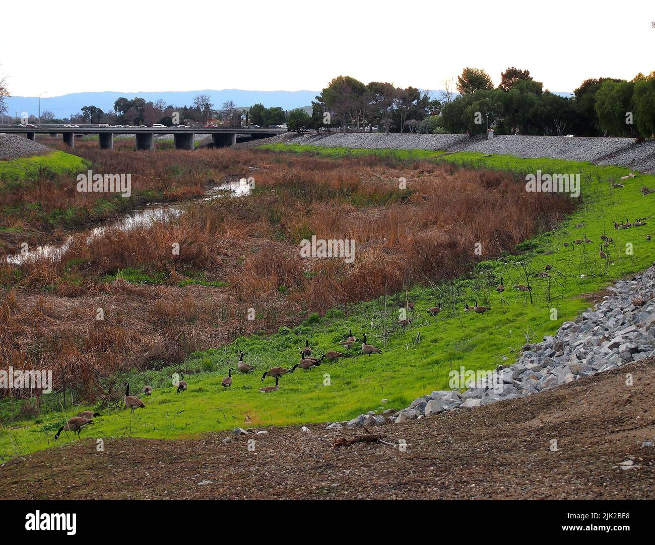 Oche del Canada a Alameda Creek in Union City, California Foto Stock