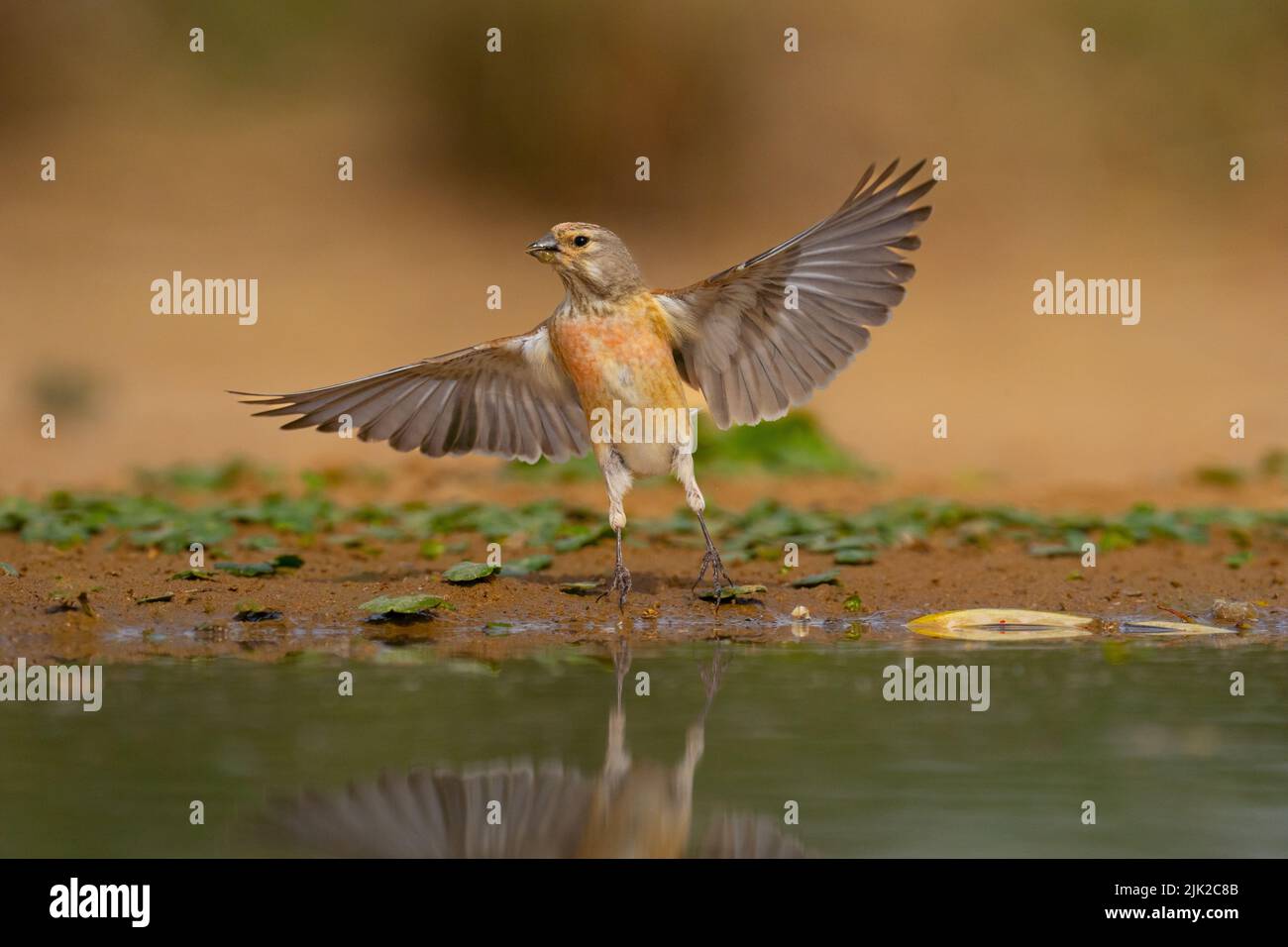 Fanello comune Foto Stock