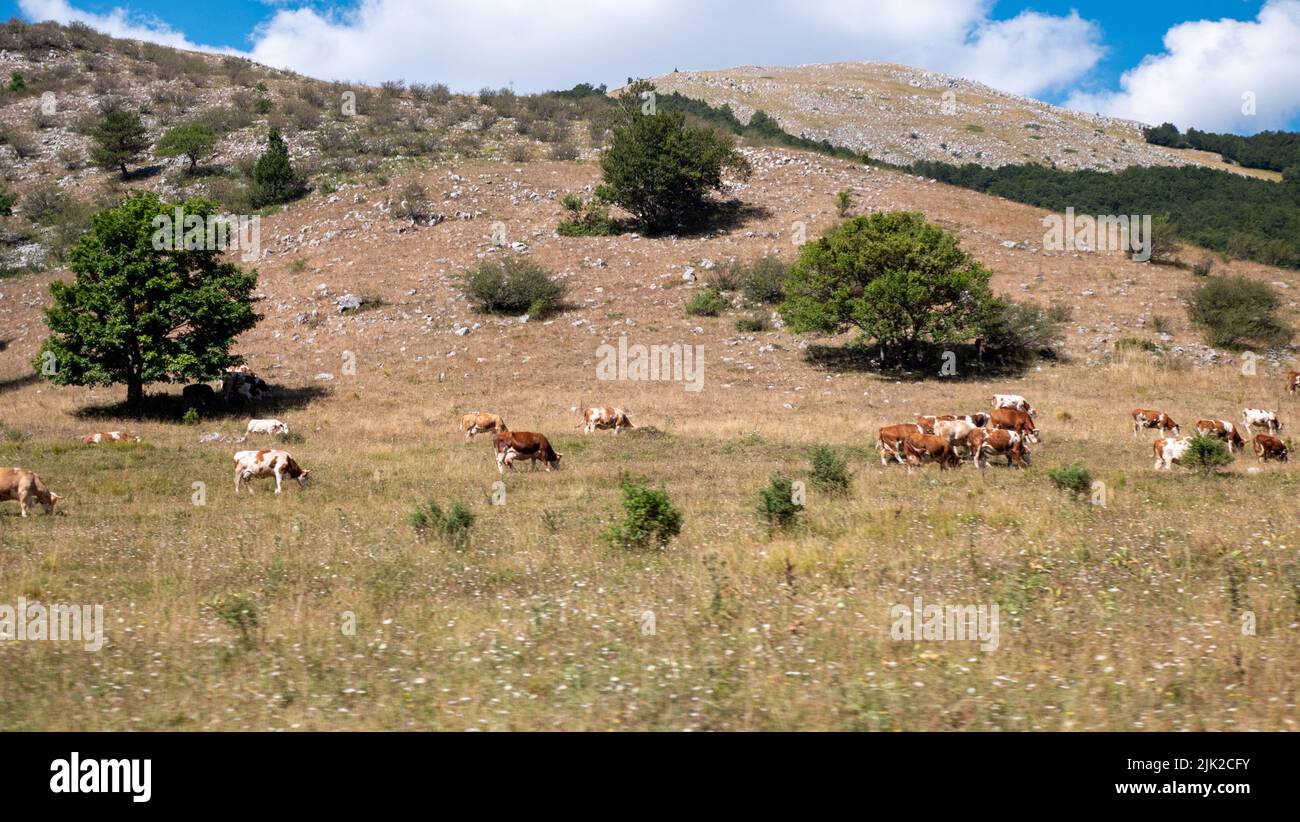 Mucche pascolano su un prato estivo. Bestiame su pascoli vicino alle montagne Foto Stock