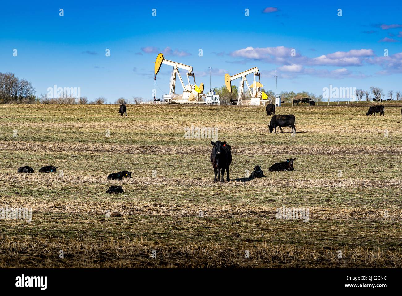 Una mandria di bestiame che pascola su un campo coltivato con martinetti a pompa di petrolio e gas che lavorano su terreni agricoli in Rocky View County Alberta Canada. Foto Stock