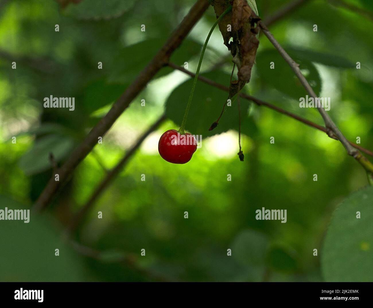 una piccola ciliegia appesa al verde Foto Stock