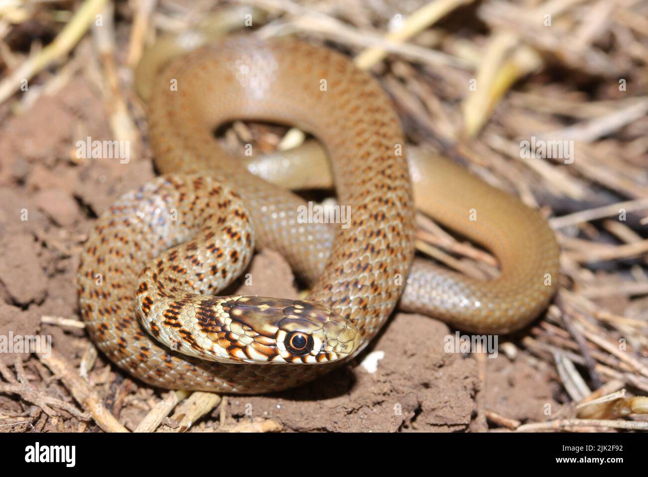 Il serpente balcanico a frusta (Hierophis gemonensis) giovanile in habitat naturale Foto Stock