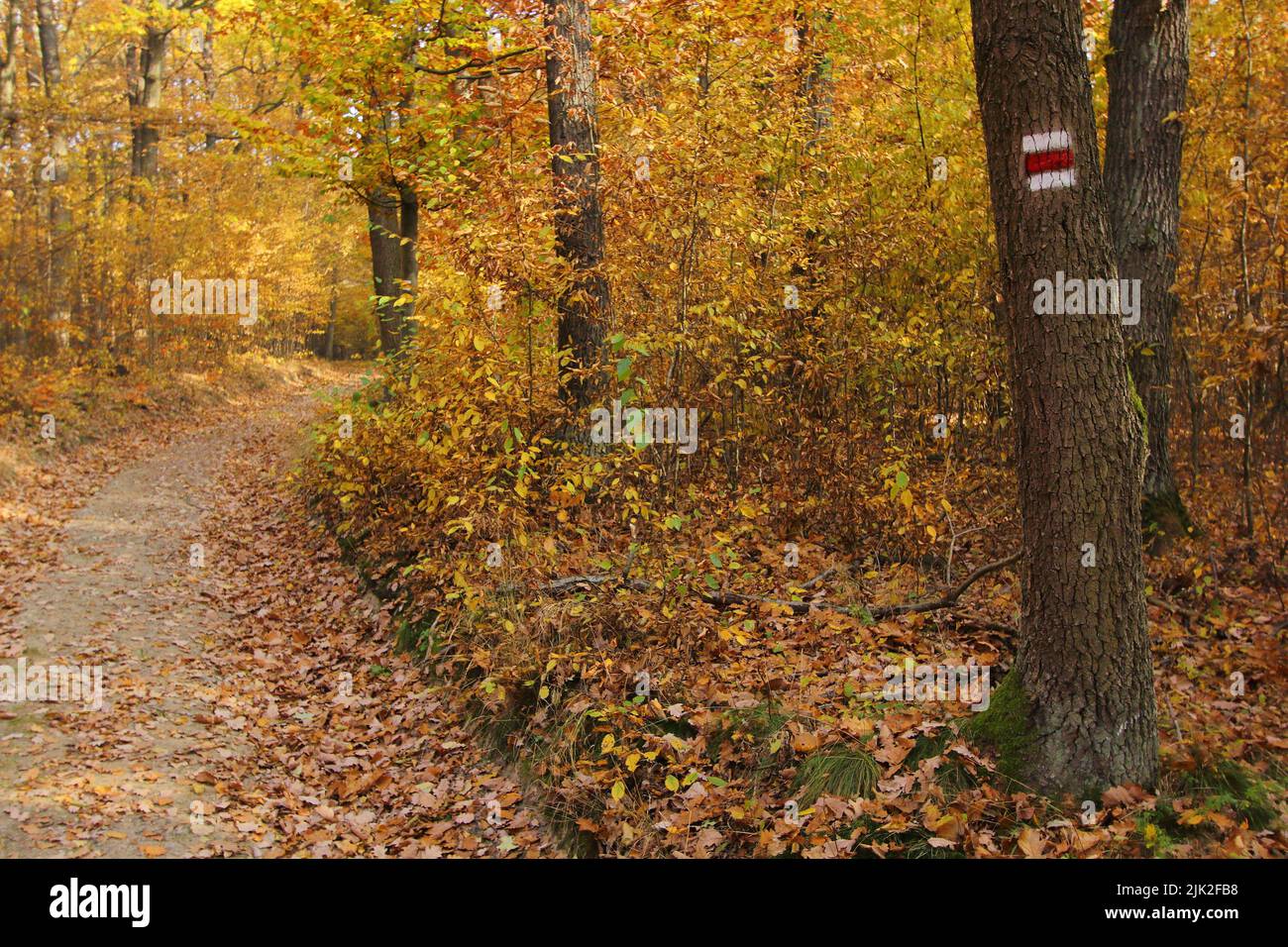 vista autunnale di un sentiero escursionistico nei boschi con un segno rosso su un albero e con foglie gialle cadute di tiglio e quercia Foto Stock