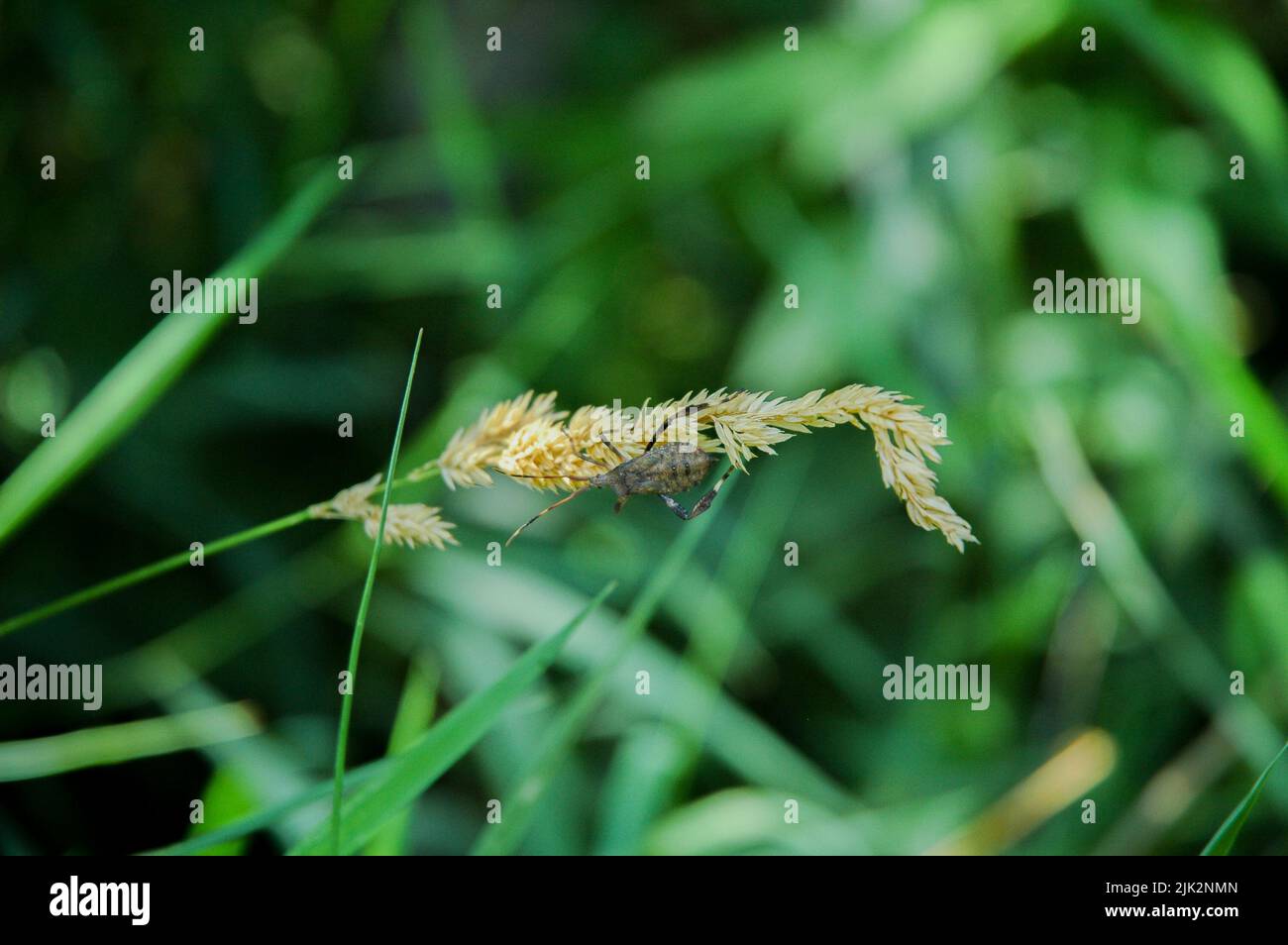Un insetto adulto a forma di foglia sulla segale selvatica Foto Stock