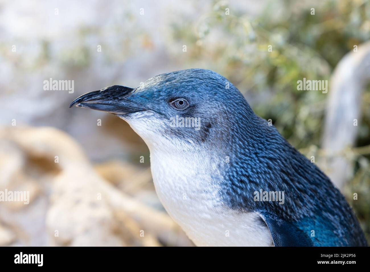 Il piccolo pinguino carino si trova nel centro di conservazione dell'isola di Penguin, Rockginham, Australia Occidentale Foto Stock